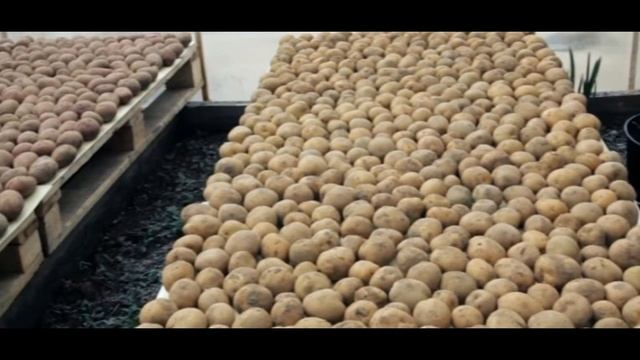 ☝☝ ЧЕМ БОЛЕЕТ КАРТОФЕЛЬ. ФИТОФТОРА, АЛЬТЕРНАРИОЗ, ПАРША. КАК РАСПОЗНАТЬ