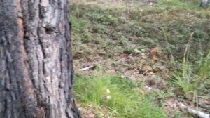 ГРУЗДИ КАК ИСКАТЬ НАШЛИ 6 ВИДОВ ГРИБОВ