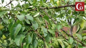 Андрей Туманов:  Где зимует галловый клещ и почему рябина и груша – не соседи.