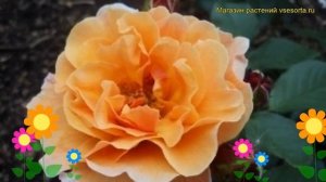 Роза чайно-гибридная Арабиа. Краткий обзор, описание характеристик, где купить саженцы Arabia