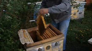 РАННЕЙ ВЕСНОЙ в СЕМЬЕ НЕТ МАТКИ! Что делать?