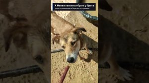 Братья Боссы, встреча с Мартином и любовный треугольник. "Тарасик и команда", приют в ТиНАО