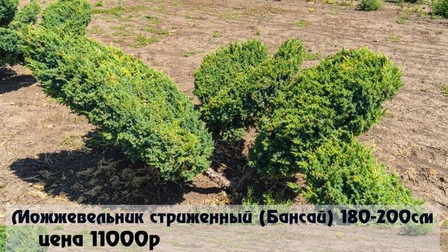 питомник хвойных растений зеленая усадьба город Армавир смотреть онлайн