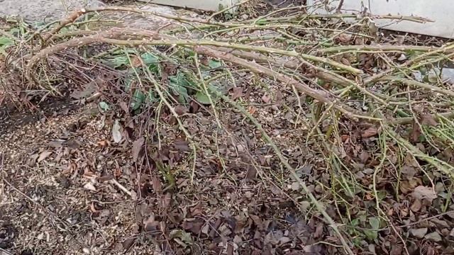 Как пережили зиму в Ленинградской области хвойные растения, туи, можжевельники, кипарисовики. смотреть онлайн