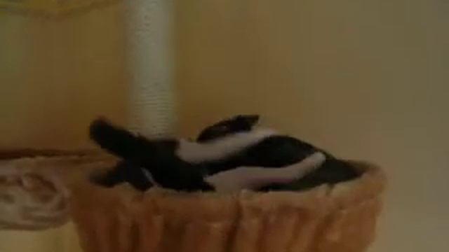 Devon Rex kitten Fight смотреть онлайн