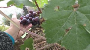 Самый вкусный виноград на нашем участке - Сенатор Павловского