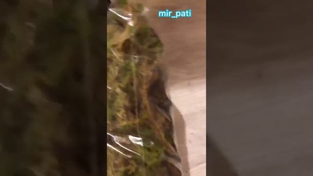 КАКОЙ ГРУНТ Я ИСПОЛЬЗУЮ ДЛЯ СВОИХ РАСТЕНИЙ. ОБЗОР.