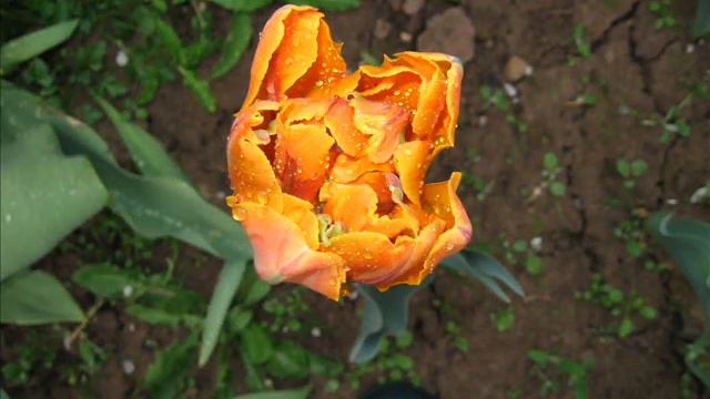 дача весной слайд-шоу.wmv смотреть онлайн