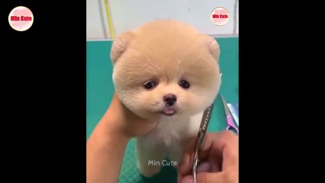 Забавный и милый шпиц ? #1 ? смотреть онлайн