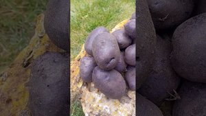 Индиго. Необычный, красивый, полезный сорт картофеля.