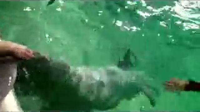 Плавание с дельфинами в Петербурге dive-dolphins.ru.flv смотреть онлайн