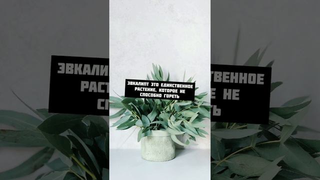 Интересный факт про Евкалипт 🌱