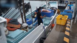 Ловля Кальмара В Промышленных Масштабах. Как Это Устроено?