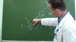 Ход брюшины в малом тазу сагиттальный разрез