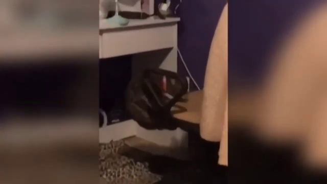 Приколы с животными.Смехота.Гипер смех.Юмор.Смех до слёз. смотреть онлайн