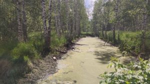 Осушение торфяников на территории национального парка Мещёрский. н.п.Болонь. Клепиковский район.