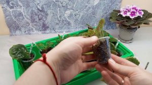 Часть 3. Результат спустя месяц🌱. Тестирую почвобрикет Крепкая рассада