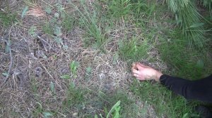 Весенние грибы/// Грибы в мае/// В поисках маслят/// грибы в июне