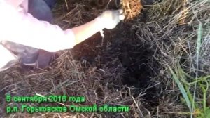 Картошка под соломой результат