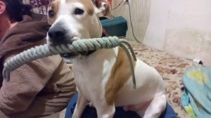 хорошие мальчики не держат игрушки на диване)