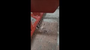 пневмотранспорт опилок