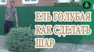 Верхний побег у ели голубой не пошел в рост. Что делать?Делаем её шаровидной!