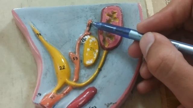 Development of Urogenital System and GIT (Part 2) смотреть онлайн