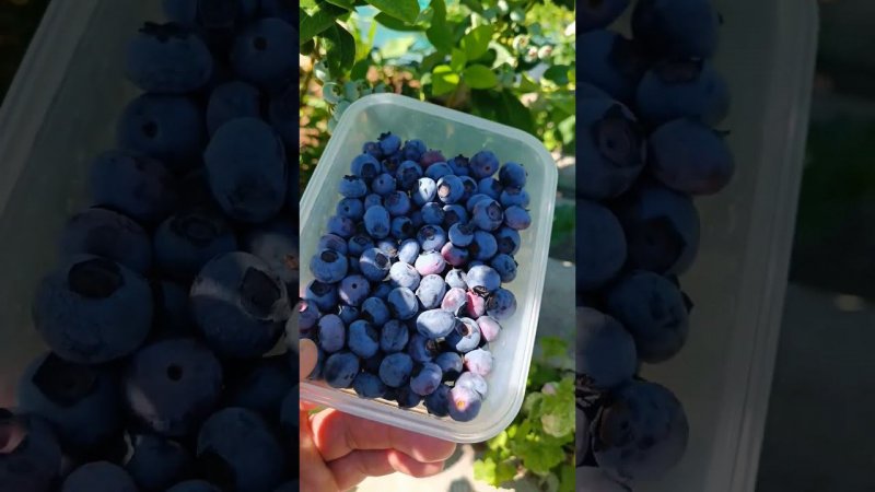 Первый урожай голубики... Голубика на даче. Дачные будни.