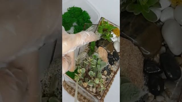 Как украсить флорариум? Декорирование стабилизированным мхом