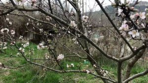 Цветение Миндаля в Крыму.