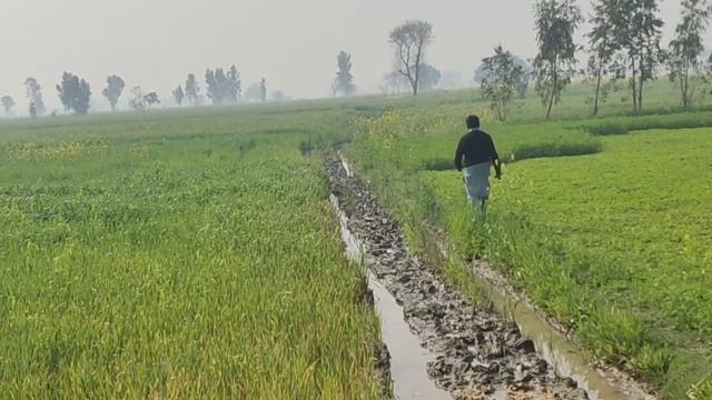 Slingshot Birds Hunting With Wonderful Shots! смотреть онлайн