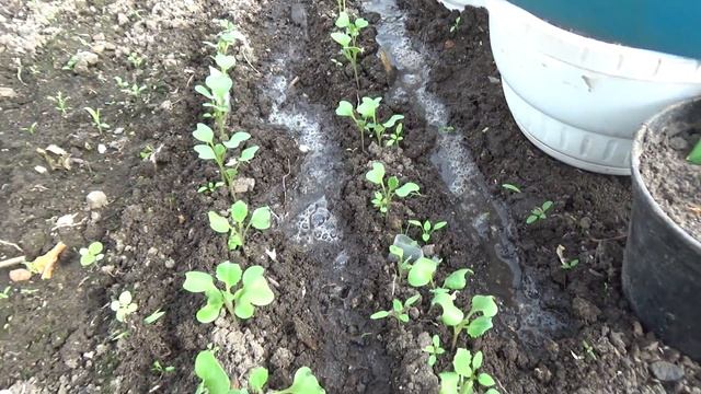 Грызут рассаду капусты.... смотреть онлайн