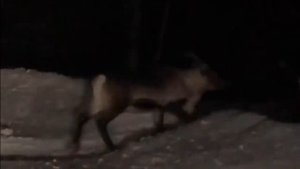 МИКРОАВТОДОМ ИЗ ЯПОНЦА ЛАЙФХАК за 695К Daksride