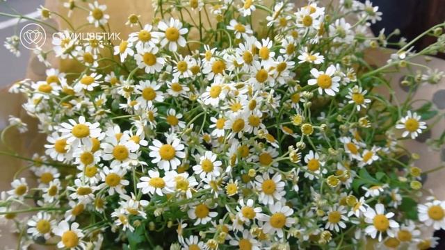 Букет Матрикарий смотреть онлайн