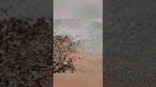 ПЯТЬ ПРОСТЫХ ПРАВИЛ ПРИ ПОСЕВЕ ПЕТУНИИ! смотреть онлайн