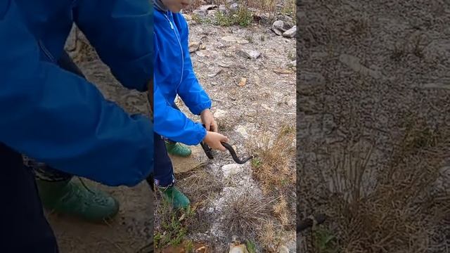 Поймал большого ужа!