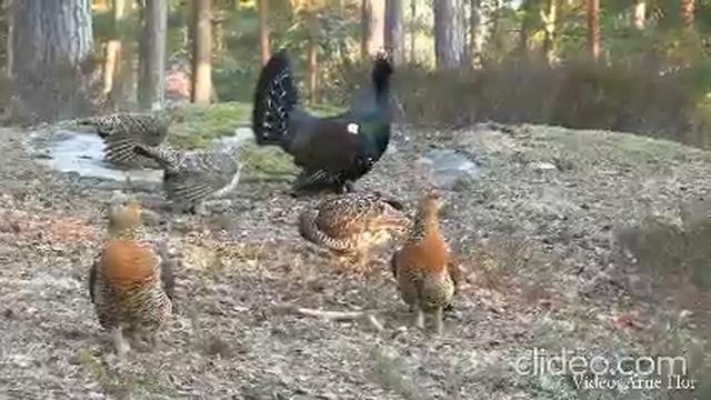 Видео от Народная Охота и Рыбалка - Советы Охотникам