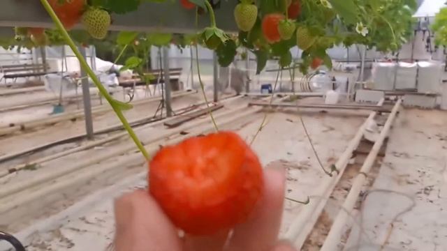 Тепличная гидропоника. Клубника. г. Воронеж смотреть онлайн