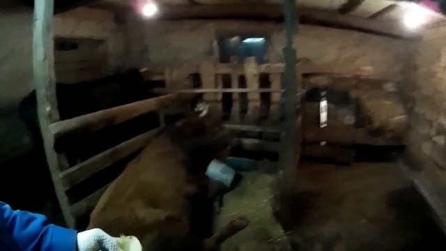 Перебрали лук. Сколько кг хорошего лука? // Жизнь в деревне смотреть онлайн