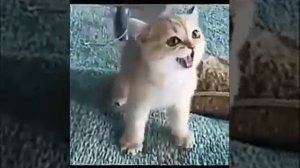 Как тигр делает? 1час котёнок