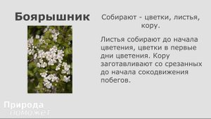 Май. Список лекарственных растений которые собирают в мае?