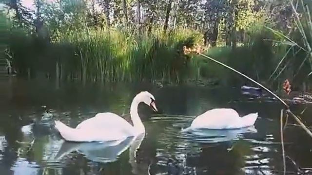 Лебеди. Канал у Свято-Николаевского собора. Горишние Плавни. Комсомольск смотреть онлайн