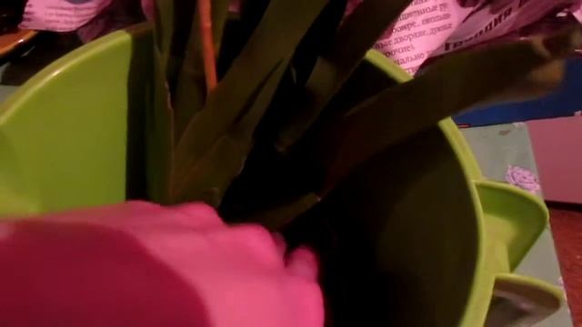 Орхидея Брассия!Brassia!Орхидея Паук! смотреть онлайн