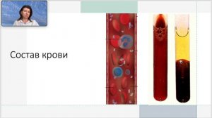 Кровь  Плазма крови