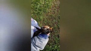 Спасаем птичку((😭😢 Нашли птицу, но она оказалась больная.