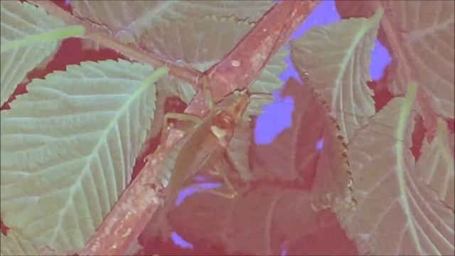 Кто стрекочет по ночам летом, на дереве? смотреть онлайн