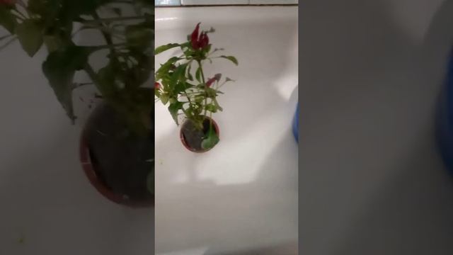 Как убить тлю или мучнистого червеца на комнатных растениях? Всё очень просто! смотреть онлайн