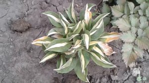 Хоста "Риски Бизнес" (Risky Business)