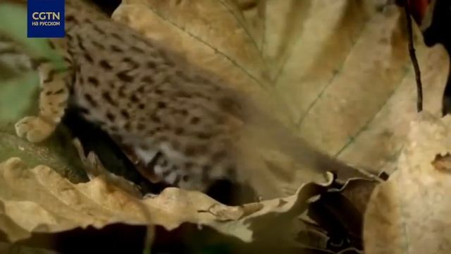 Самая маленькая в мире дикая кошка - ржавая кошка