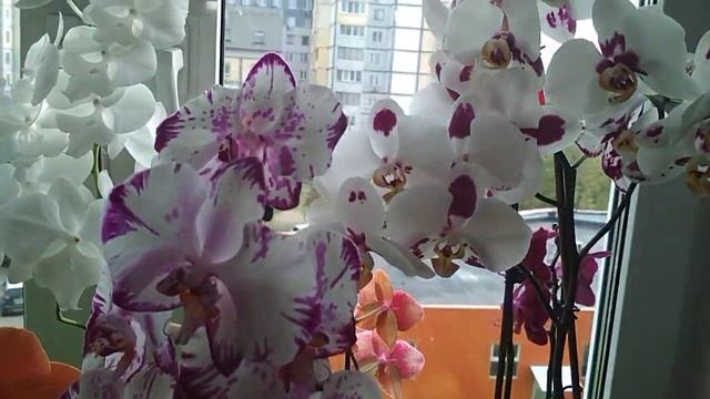 Температура, влажность, освещение у моих орхидей ???(25.09.2020) смотреть онлайн